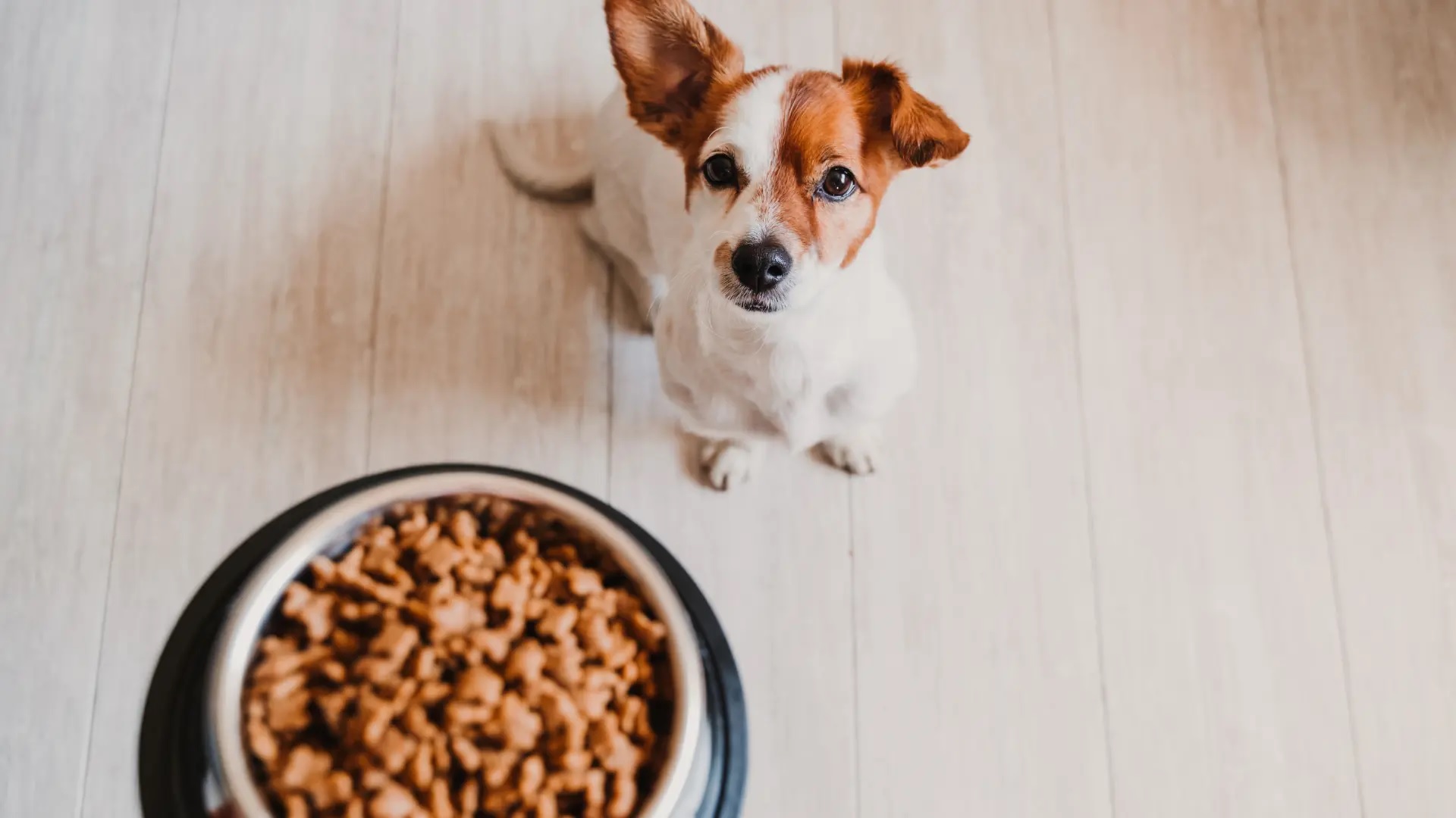 Angebote Hunde Rundum Store -Angebote Hunde Rundum Store egeherhehreher