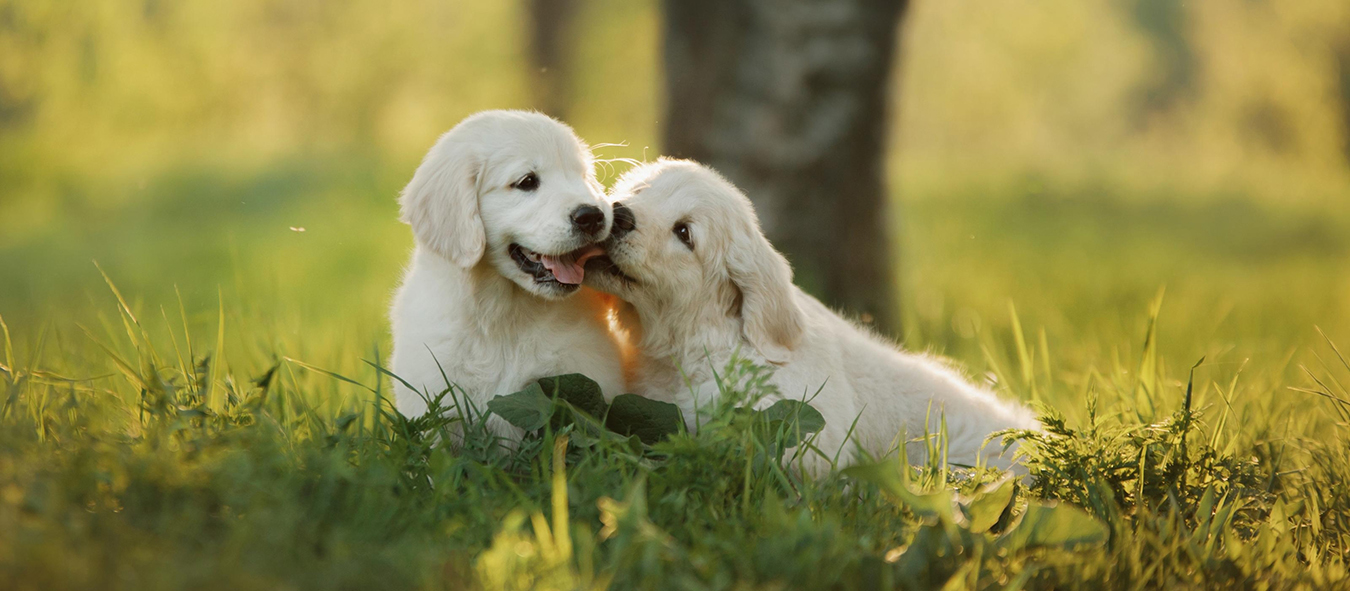 Angebote Hunde Rundum Store -Angebote Hunde Rundum Store zwei golden retrieverwelpen im gras qf